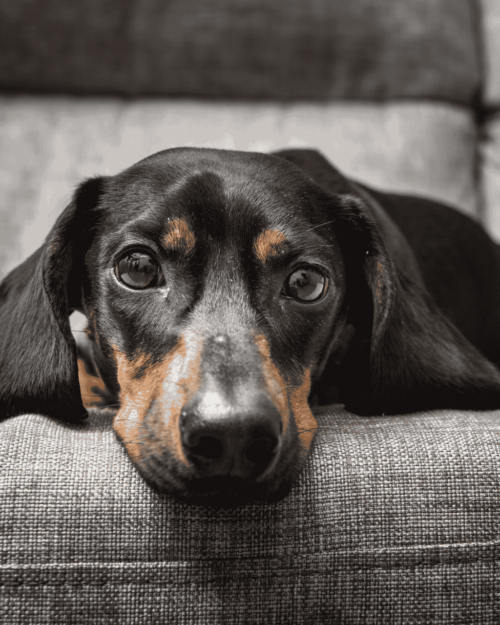 http://dogs%20welcome%20at%20the%20snooty%20fox