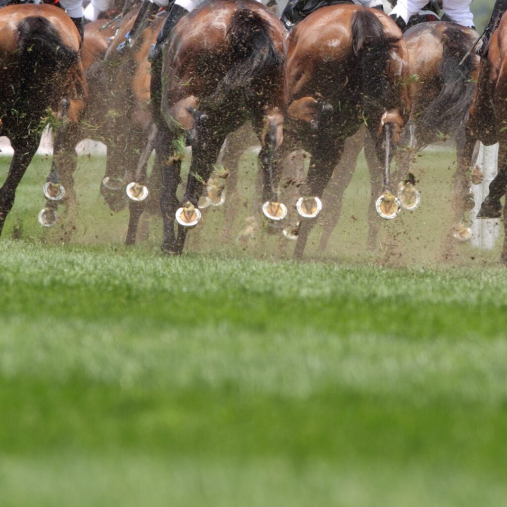 Horse racing at cheltenham